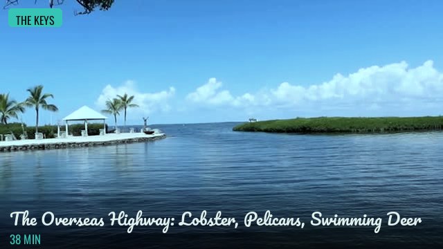 The Overseas Highway: Lobster, Pelicans, Swimming Deer